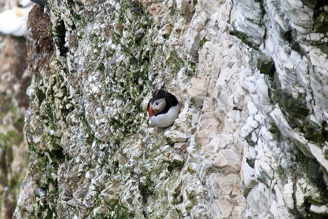 Free Bird Limestone photo and picture