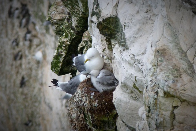 Free Nature Bird photo and picture