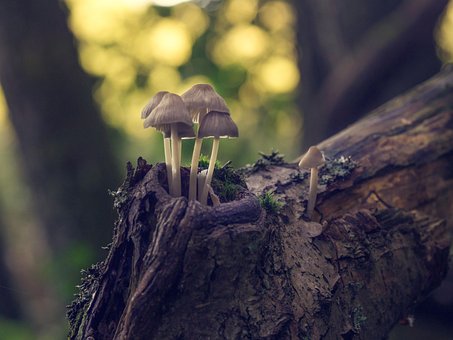 Cogumelos, Fungos, Floresta, Outono