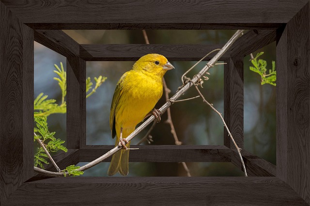 Vták, Žerucha Šafranová, Gold Finch