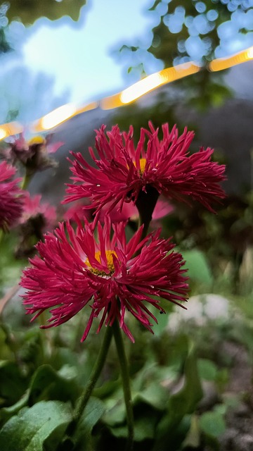 Free Flower Nature photo and picture
