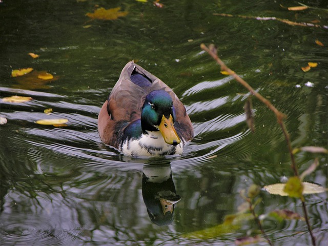 Free Duck Bird photo and picture