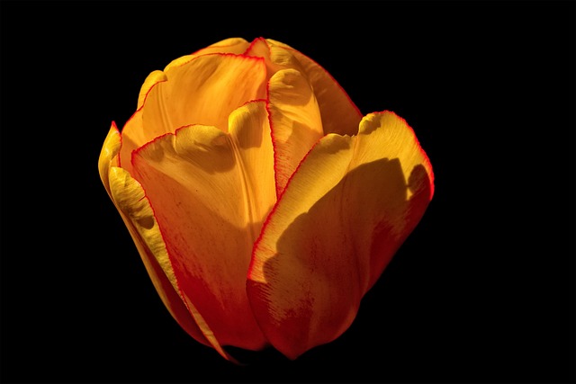 Free Flower Tulip photo and picture