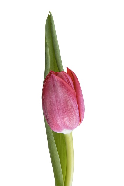 Free Tulip Flower photo and picture