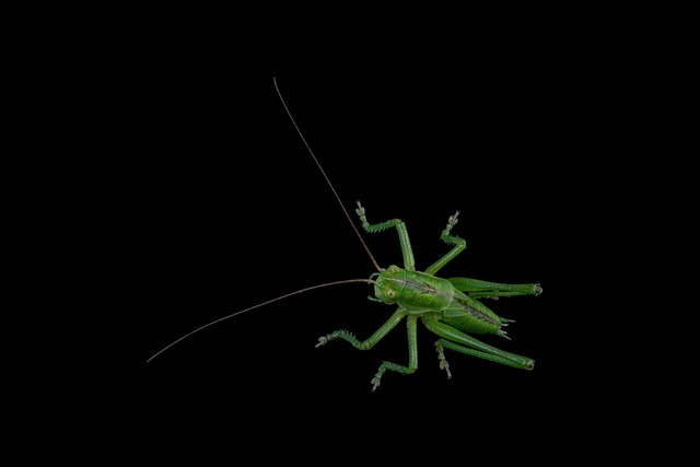 Free Cricket Grasshopper photo and picture