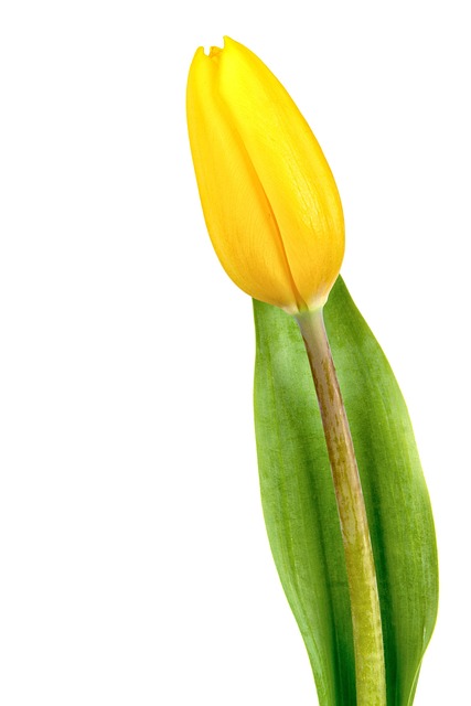 Free Flower Tulip photo and picture