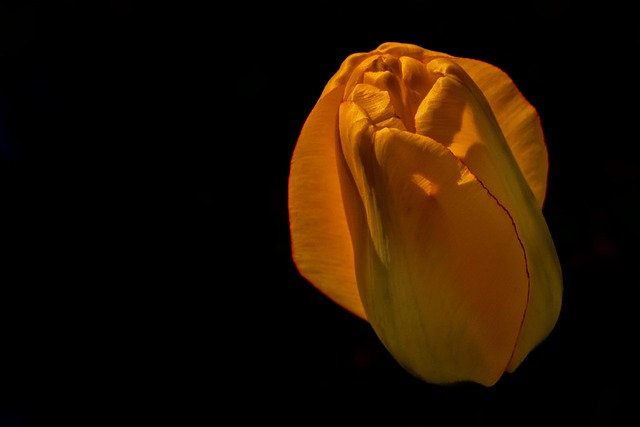 Free Tulip Flower Background photo and picture