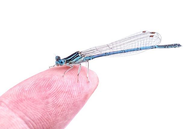 Free Dragonfly Insect photo and picture