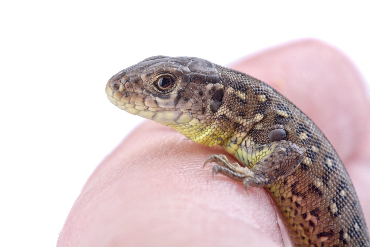 Lizard Reptile Wildlife - Free photo on Pixabay - Pixabay