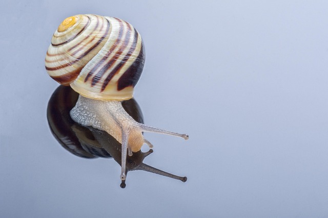Free Snail Slug photo and picture
