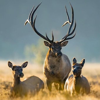 Hjort, Elg, Natur, Jagt, Jæger