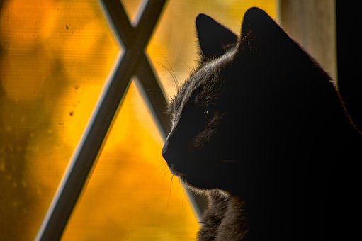 Free Animal Nature photo and picture