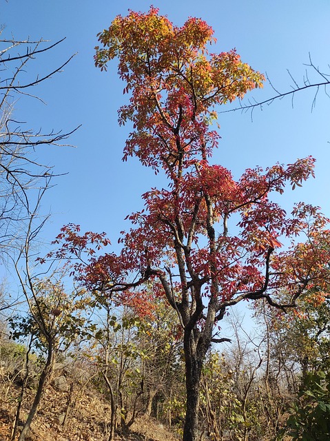 Free Tree Nature photo and picture