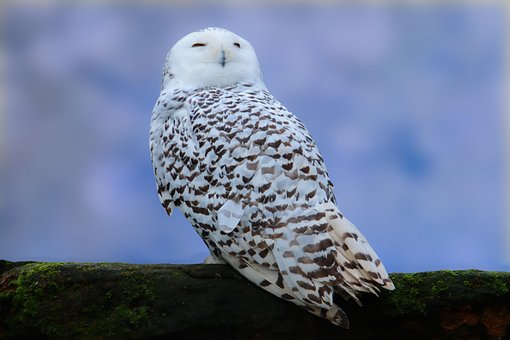 Free Bird Owl photo and picture