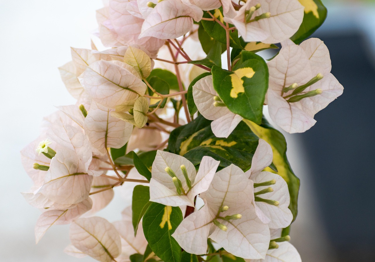 Bougainvillea Leaves Turning Brown, Why And How To Save It?