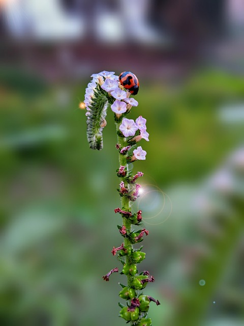 Flower Pollination Botany - Free photo on Pixabay