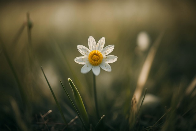 Download free HD stock image of Ai Generated Easter Bell Free ai generated easter bell flower illustration
