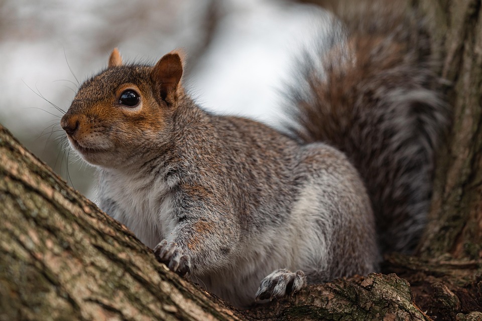 Animal Squirrel Mammal Free photo on Pixabay