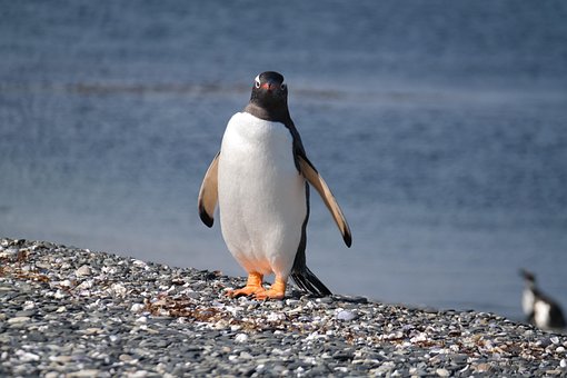 Free Penguin Bird photo and picture