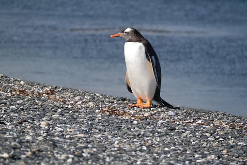 Free Penguin Bird photo and picture