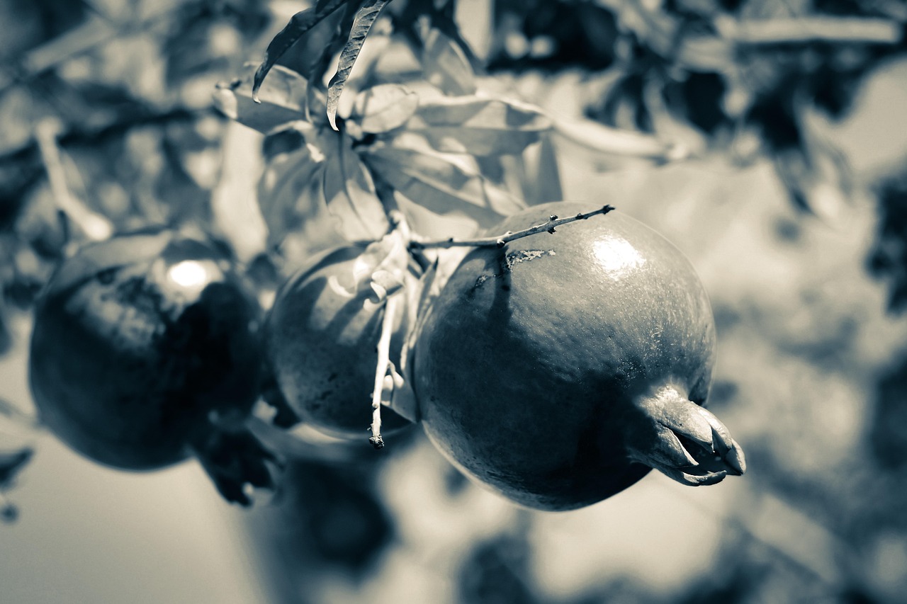Pomegranate - free online jigsaw puzzle photo