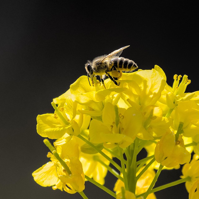 Oilseed Rape Bee Pollination - Free photo on Pixabay