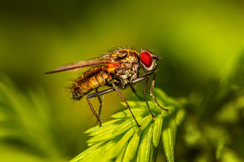 Insect Fly Bug - Free photo on Pixabay - Pixabay