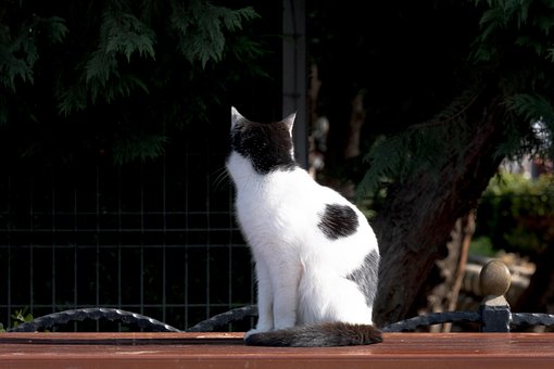 Free Cat Waiting photo and picture