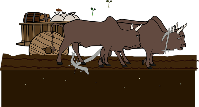 Pflug, Landwirtschaft, Tiere, Ochsen