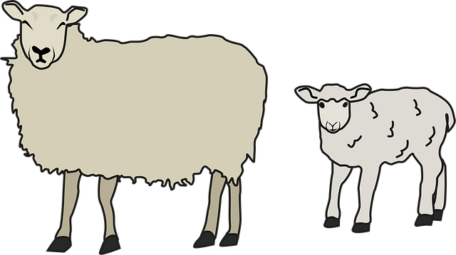 Free Sheep Lamb vector and picture