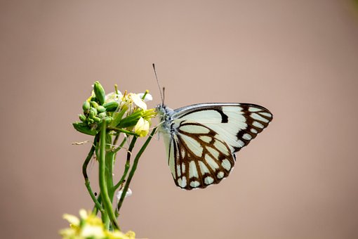 Sommerfugl, Insekt, Blomst, Hvid, Farve
