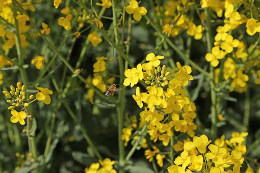 Free Bee Flowers photo and picture