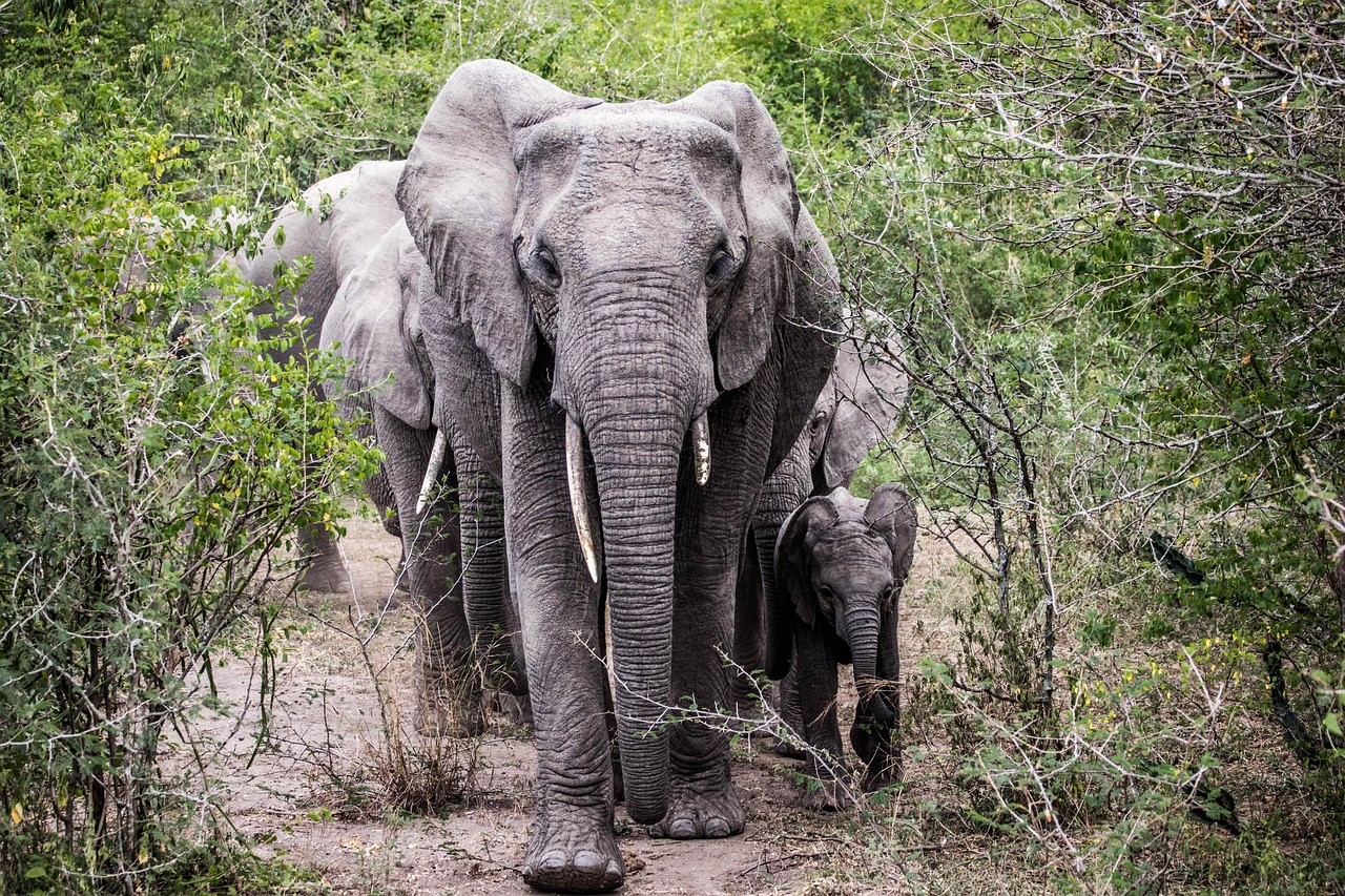 Elefanten Safari Wilde Tiere Kostenloses Foto Auf Pixabay elefanten-safari-wilde-tiere-kostenloses-foto-auf-pixabay