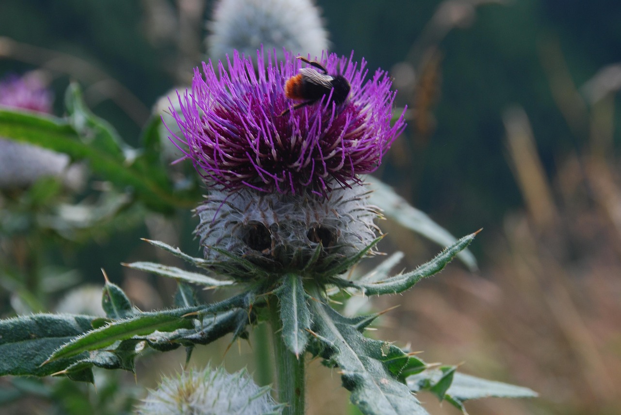 chardon-fleur-bourdon-photo-gratuite-sur-pixabay-pixabay