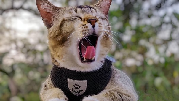 Free Cat Pet photo and picture