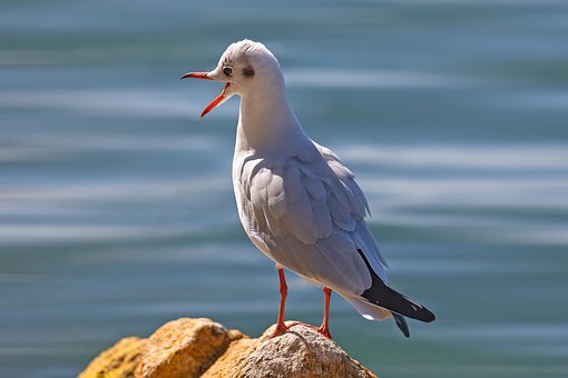 Free Bird Animal photo and picture