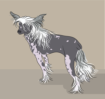Cão De Crista Chinês, Natureza, Cachorro