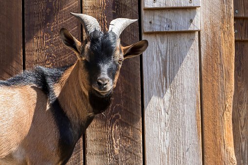 Free Capra Animal photo and picture