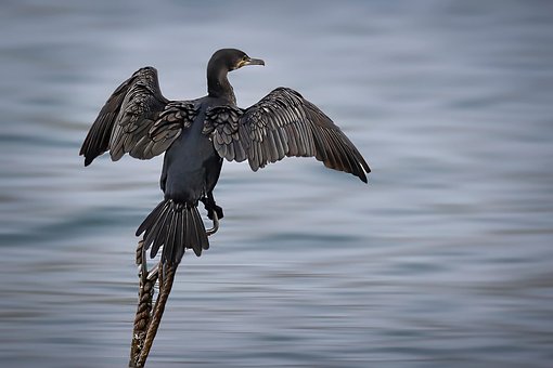 Free Cormorant Bird photo and picture