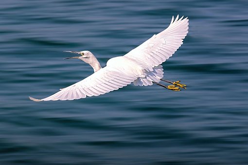 Free Heron Animal photo and picture