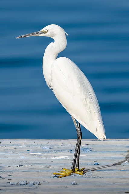 Free Heron Little Egret photo and picture