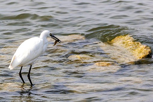 Free Little Egret Heron photo and picture