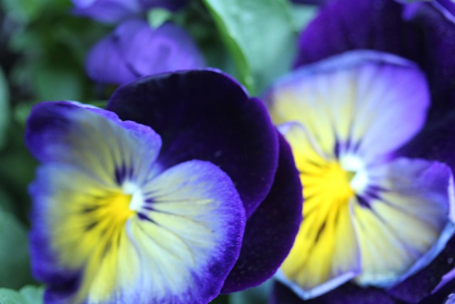 Free Flowers Spring photo and picture