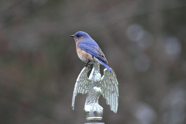 Free Birds Bluebird photo and picture