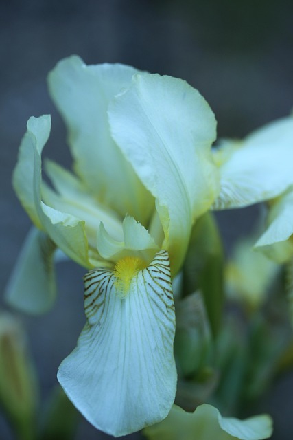Free Flower Yellow photo and picture