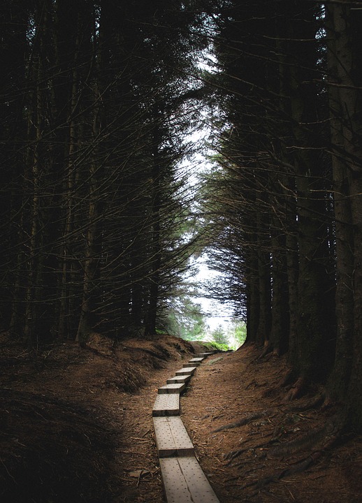 Forest Dark Path - Free photo on Pixabay - Pixabay