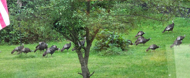Free Turkeys Spring photo and picture