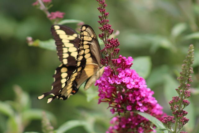Free Butterfly Black Swallotail photo and picture