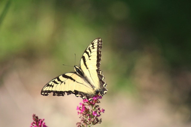 Free Butterfly Yellow Swallowtail photo and picture