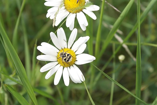Free Chamomile Field photo and picture